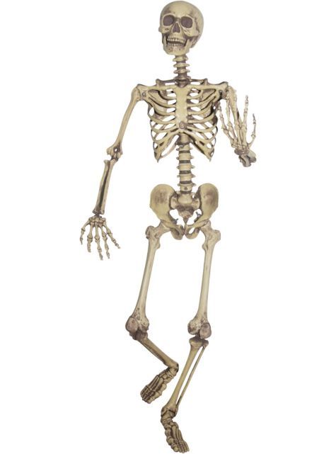 Fake Life Size Skeleton