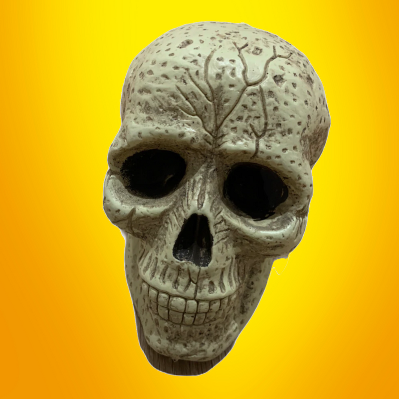 FAKE REALISTIC SKULL PROP