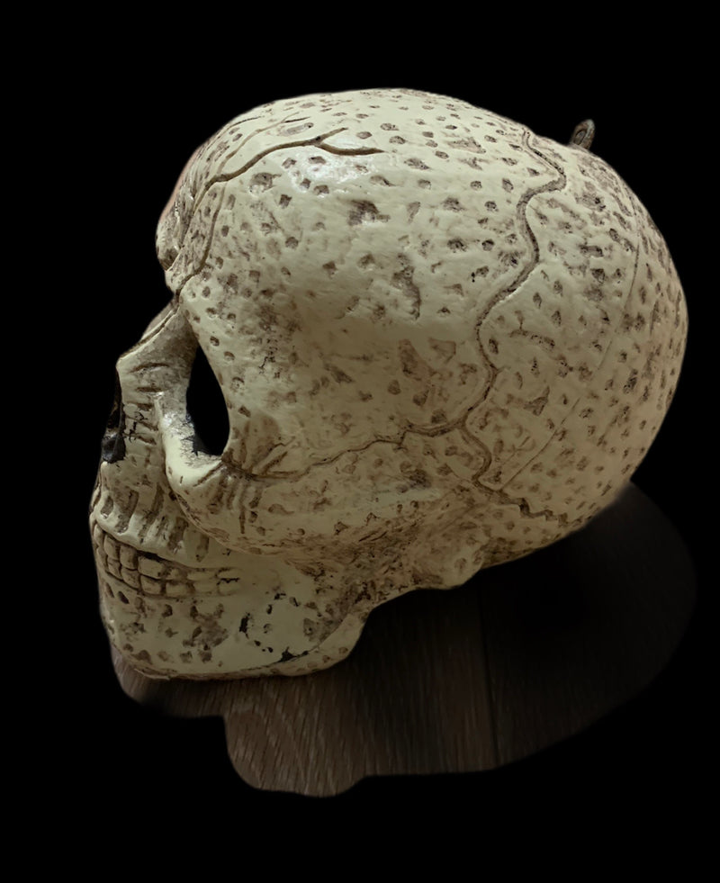 FAKE REALISTIC SKULL