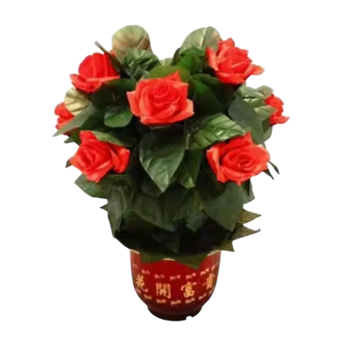 FANTASY ROSE BUSH