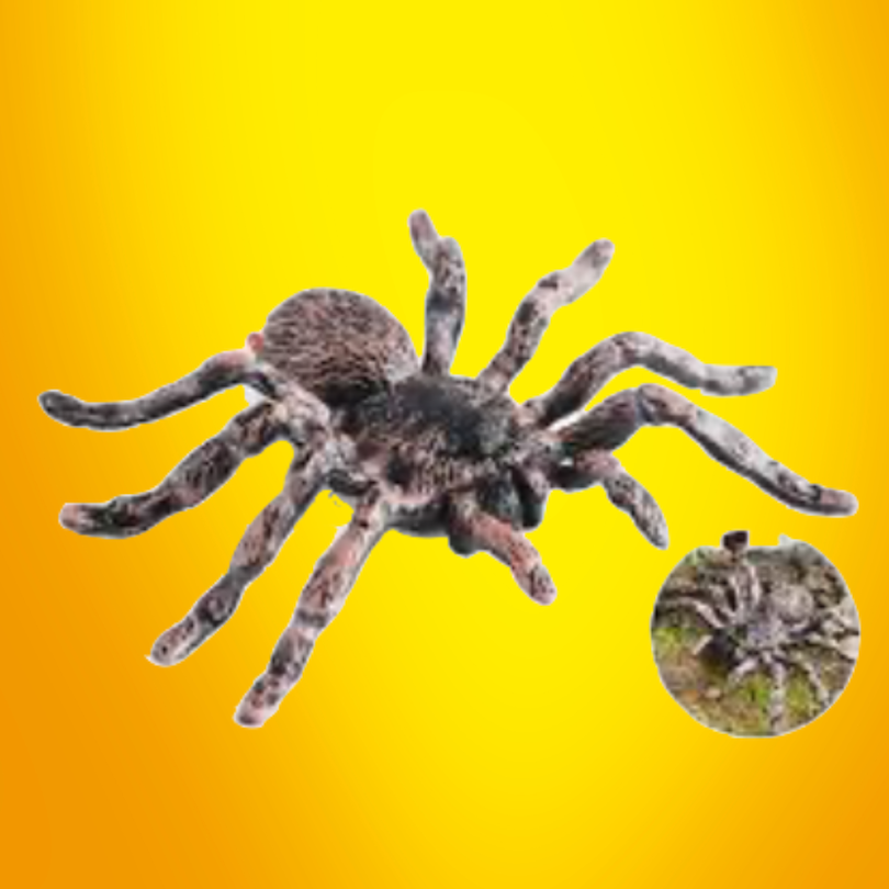 JUMBO FAKE WOLF SPIDER