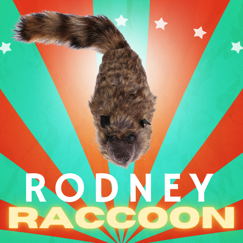 MAGIC RODNEY SPRING RACCOON